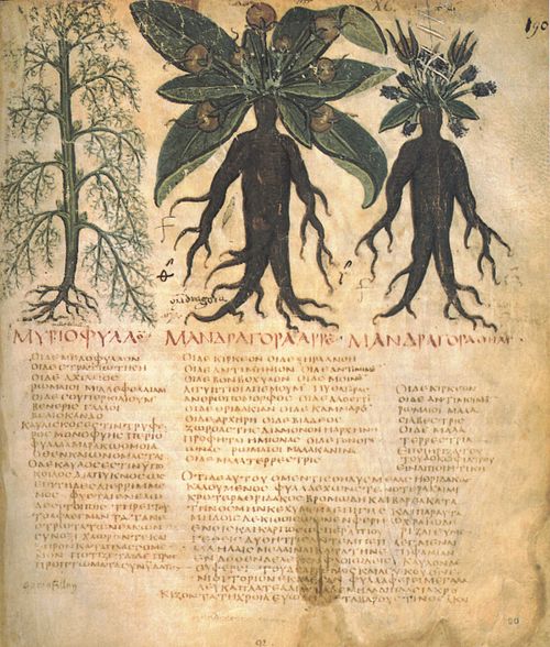 mandrake root magic witchcraft