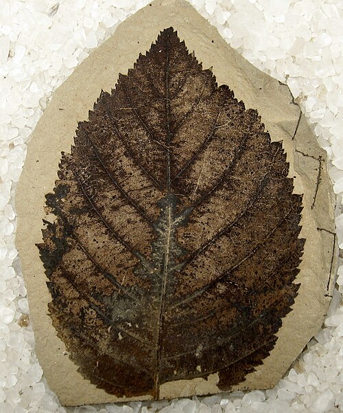 Betula Birch leaf Fossil for Magic Occult Esoteric