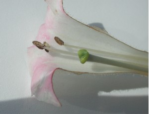 Cross section of a white tobacco flower with pink splotches