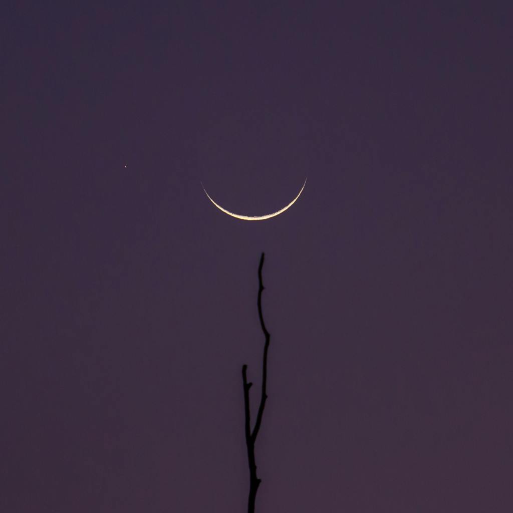Purple night sky with crescent moon and a tree branch Dream Work Herbal Sessions Lucid Dreaming Magic