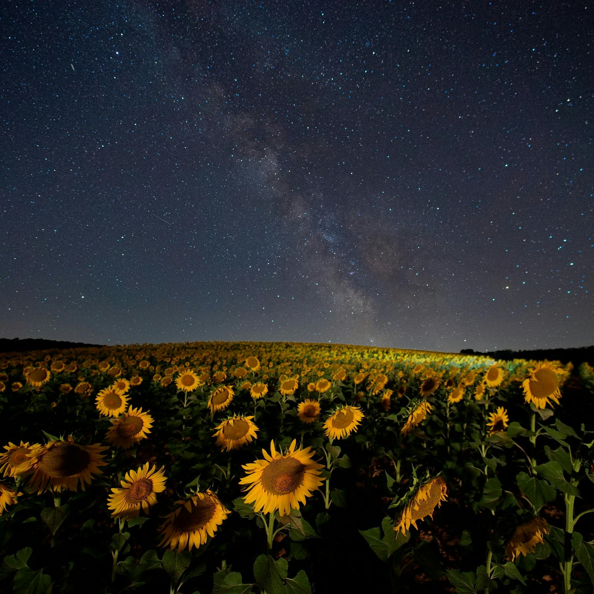 plants herbalism sunflowers night sky dreams