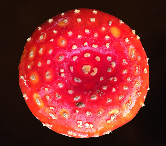 Faerie Amanita muscaria mushroom