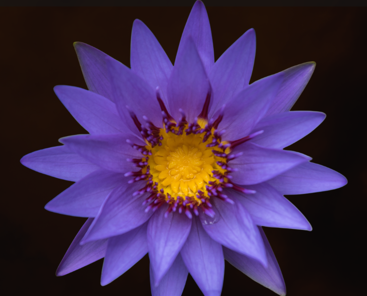Blue Water Lily Egyptian Blue Lotus