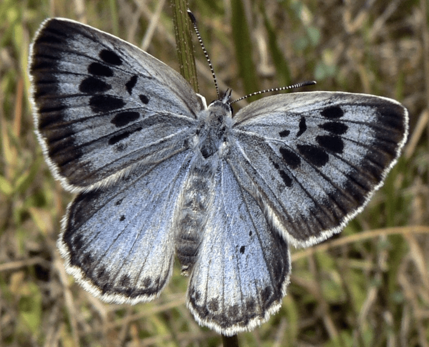 Underworld Transformation Butterfly