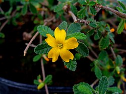 Damiana Flower Plant Magic Qetesh Goddess