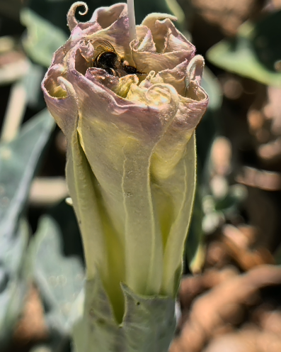 Datura Flower Poisonous Plant Path